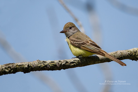 Great Crested Flycatcher