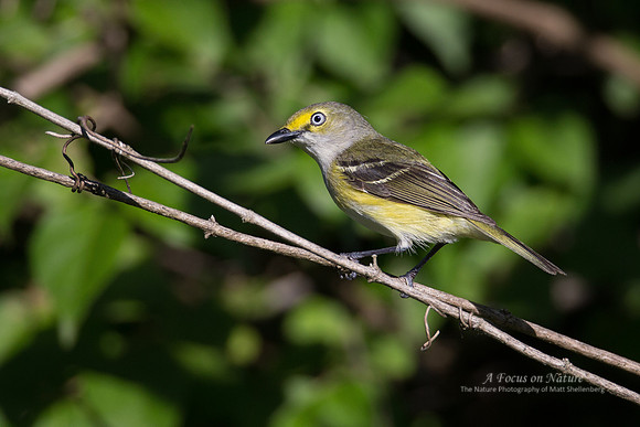 White-eyed Vireo