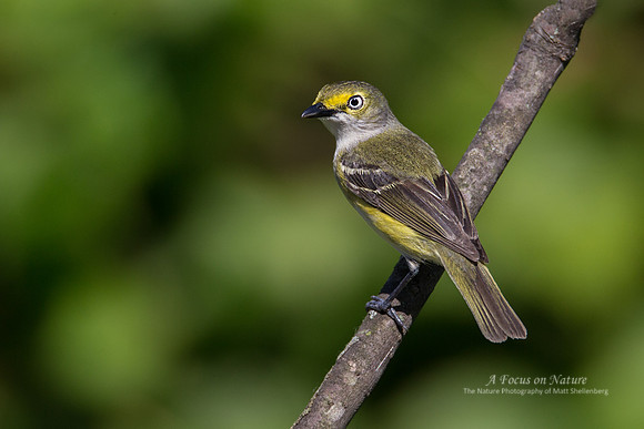 White-eyed Vireo