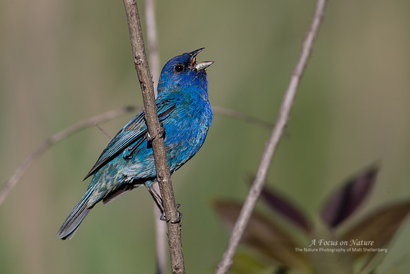 Indigo Bunting - Male