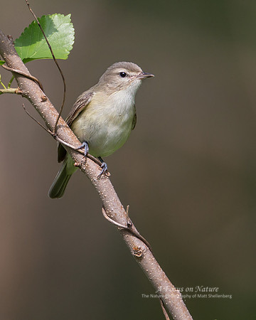 Warbling Vireo