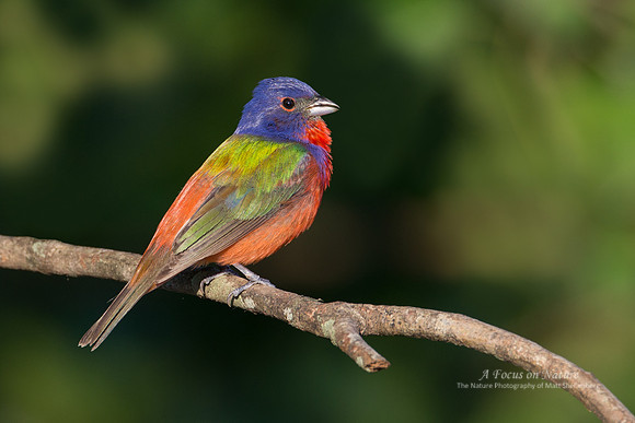 Painted Bunting - Male