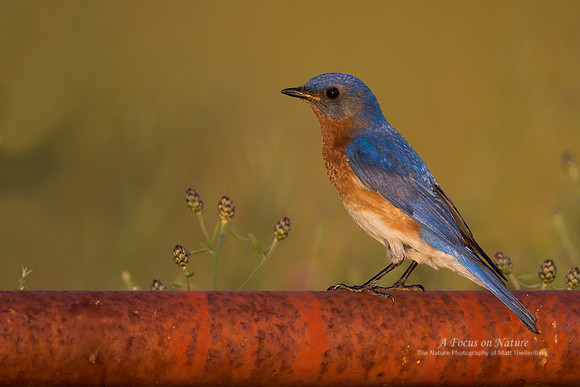 Eastern Bluebird - Male