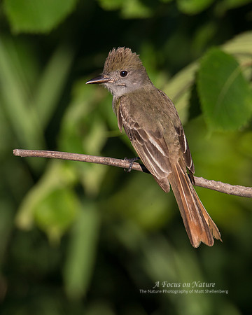 Great Crested Flycatcher