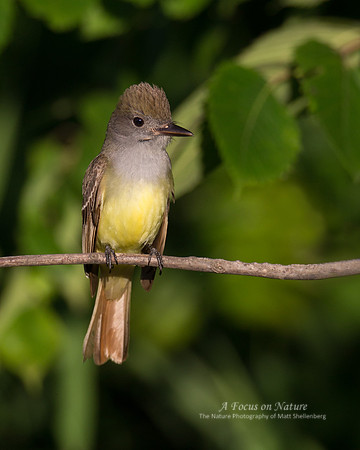 Great Crested Flycatcher