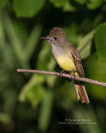 Great Crested Flycatcher