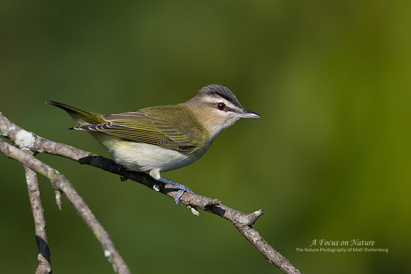 Red-eyed Vireo