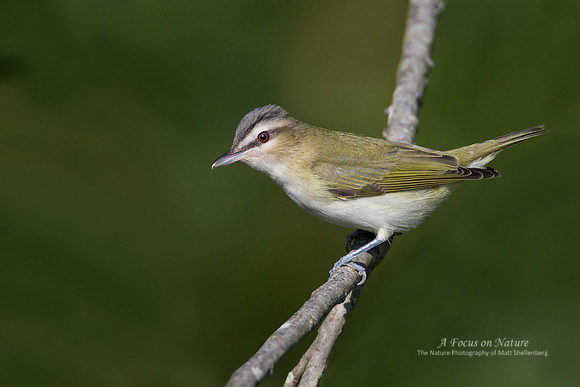 Red-eyed Vireo
