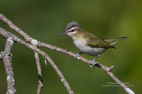 Red-eyed Vireo