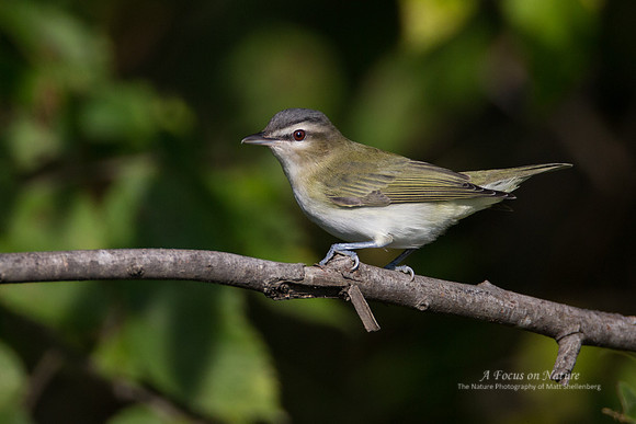 Red-eyed Vireo