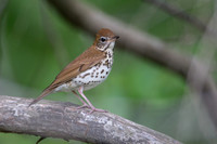 Wood Thrush