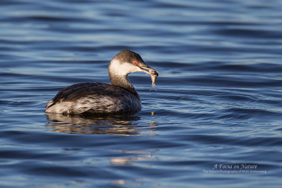 Horned Grebe (non-breeding)