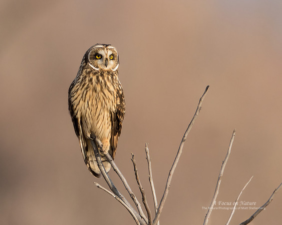 Short-eared Owl
