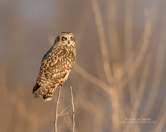 Short-eared Owl