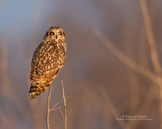Short-eared Owl