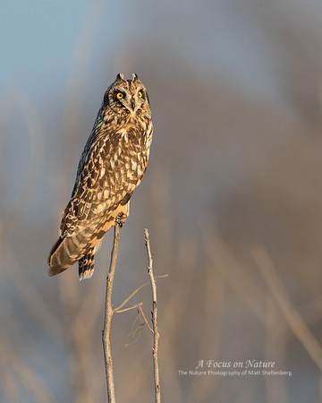 Short-eared Owl
