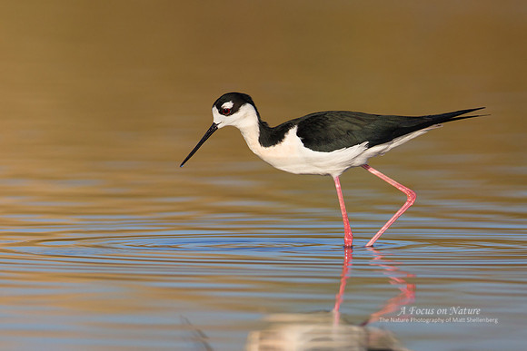 Black-necked Stilt