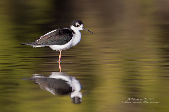Black-necked Stilt