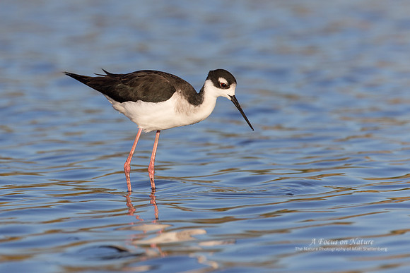 Black-necked Stilt