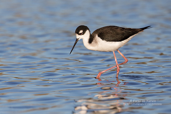 Black-necked Stilt