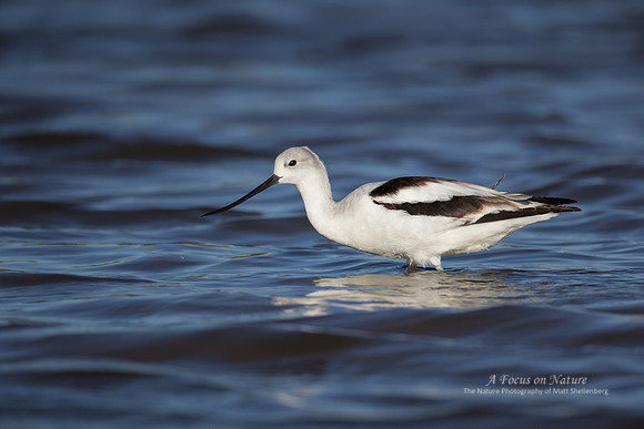 American Avocet