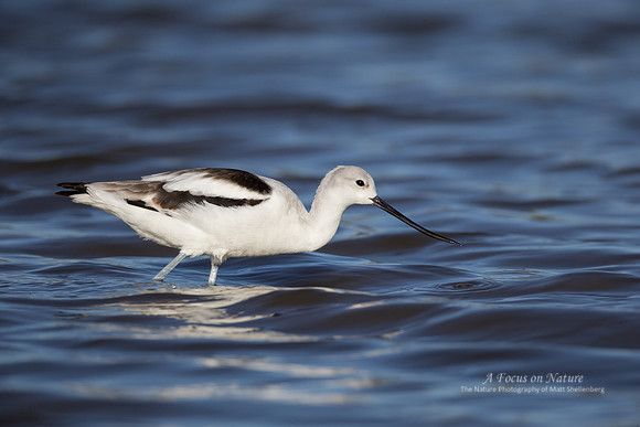 American Avocet