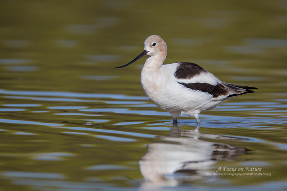 American Avocet