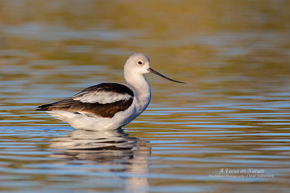 American Avocet