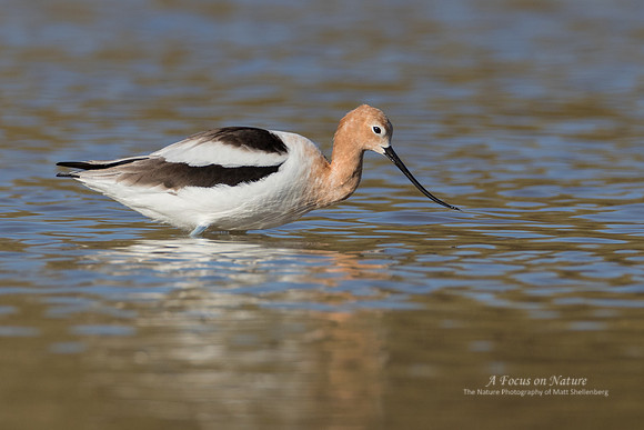 American Avocet