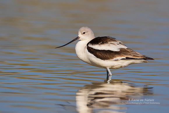 American Avocet