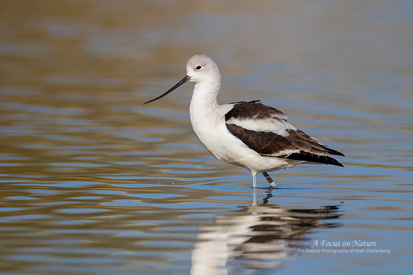 American Avocet