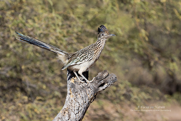 Greater Roadrunner