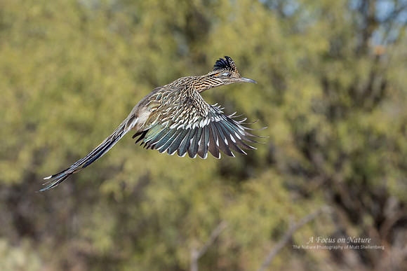 Greater Roadrunner