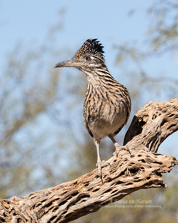 Greater Roadrunner