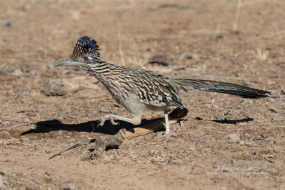 Greater Roadrunner