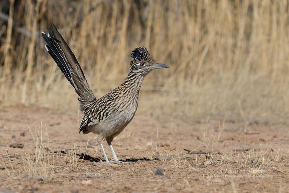 Greater Roadrunner