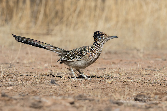 Greater Roadrunner
