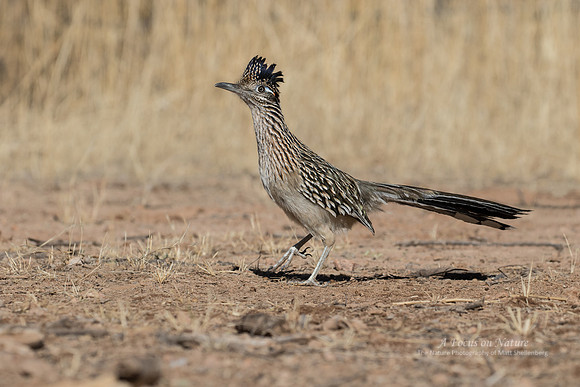 Greater Roadrunner