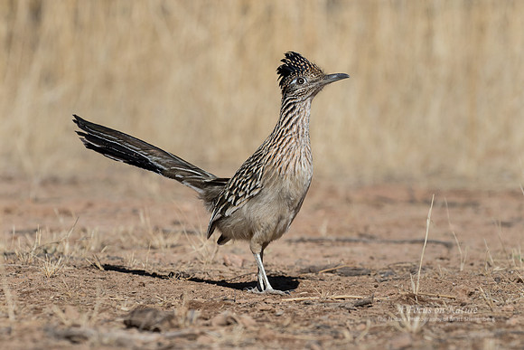 Greater Roadrunner