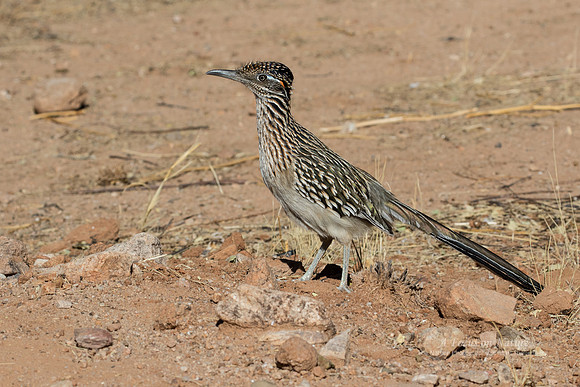 Greater Roadrunner