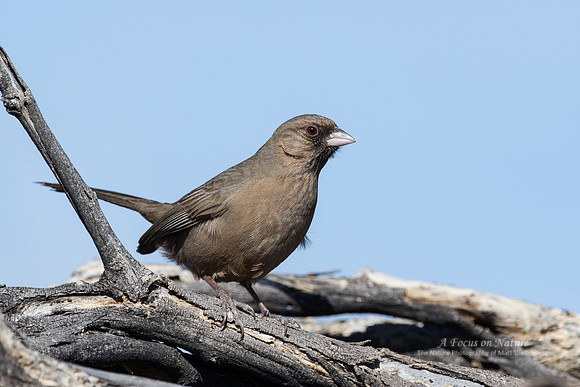 Abert's Towhee
