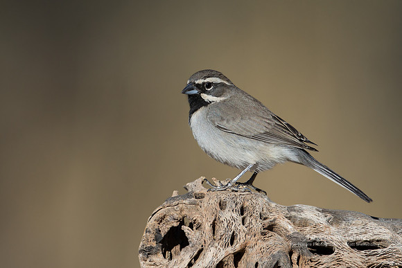 Black-throated Sparrow