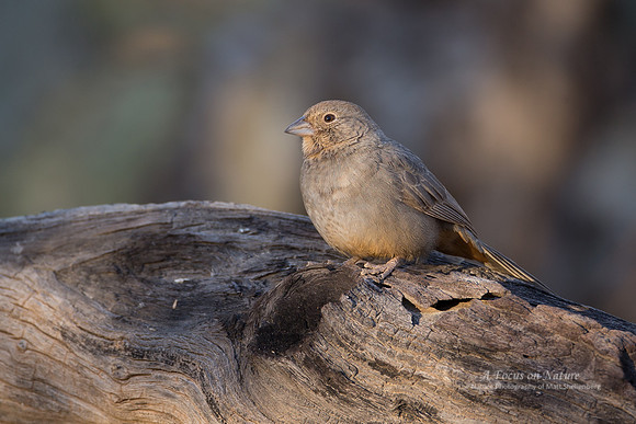 Canyon Towhee