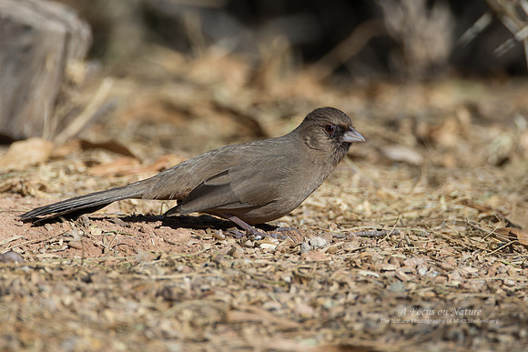 Abert's Towhee