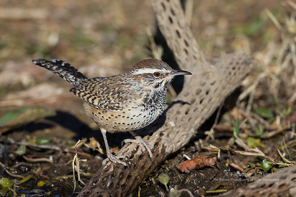 Cactus Wren