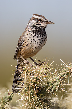 Cactus Wren