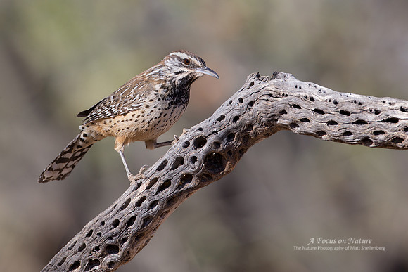 Cactus Wren