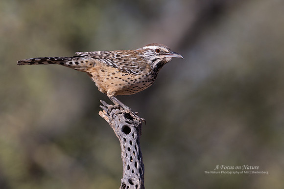 Cactus Wren