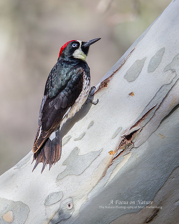 Acorn Woodpecker