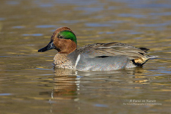 Green-winged Teal Drake